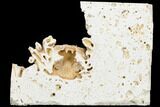 Fossil Crab (Potamon) Preserved in Travertine - Turkey #121391-2